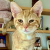 adoptable Cat in Palatine, IL named Flame