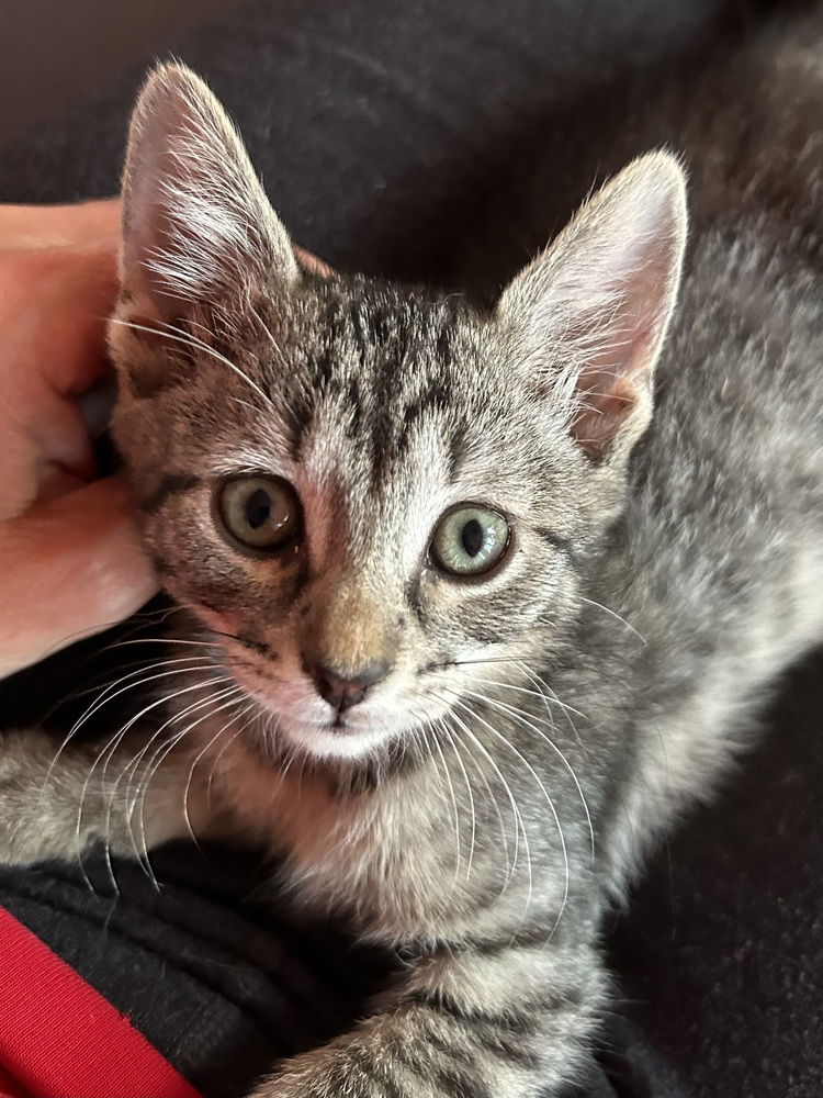 adoptable Cat in Palatine, IL named Sangria