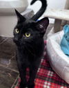 adoptable Cat in Palatine, IL named Ace