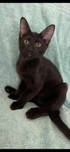 adoptable Cat in Palatine, IL named Spidey