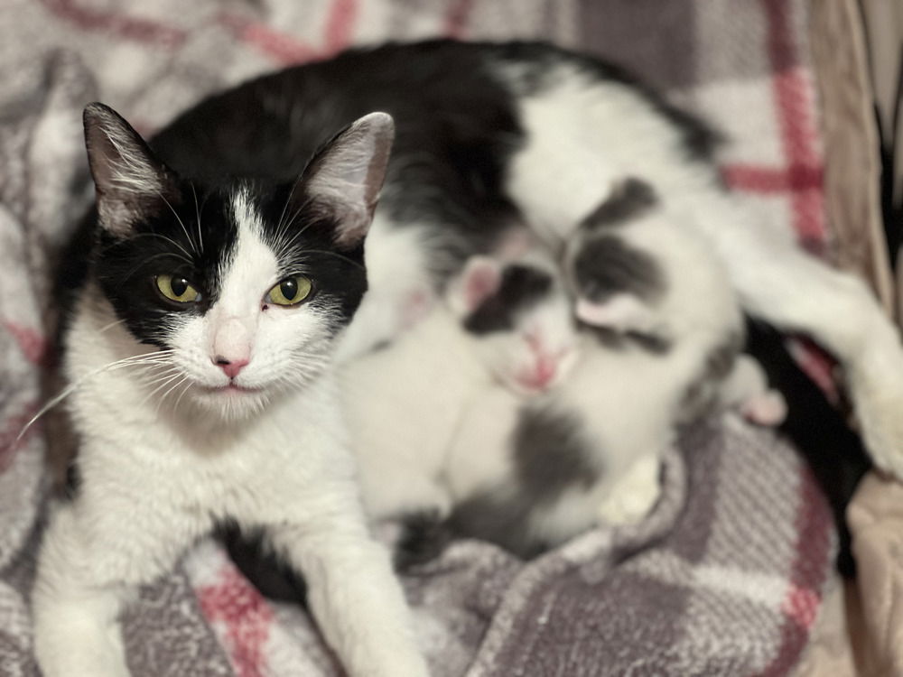 adoptable Cat in Palatine, IL named Polka