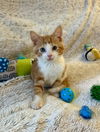 adoptable Cat in Palatine, IL named Cashew