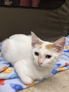 adoptable Cat in Palatine, IL named Oliver