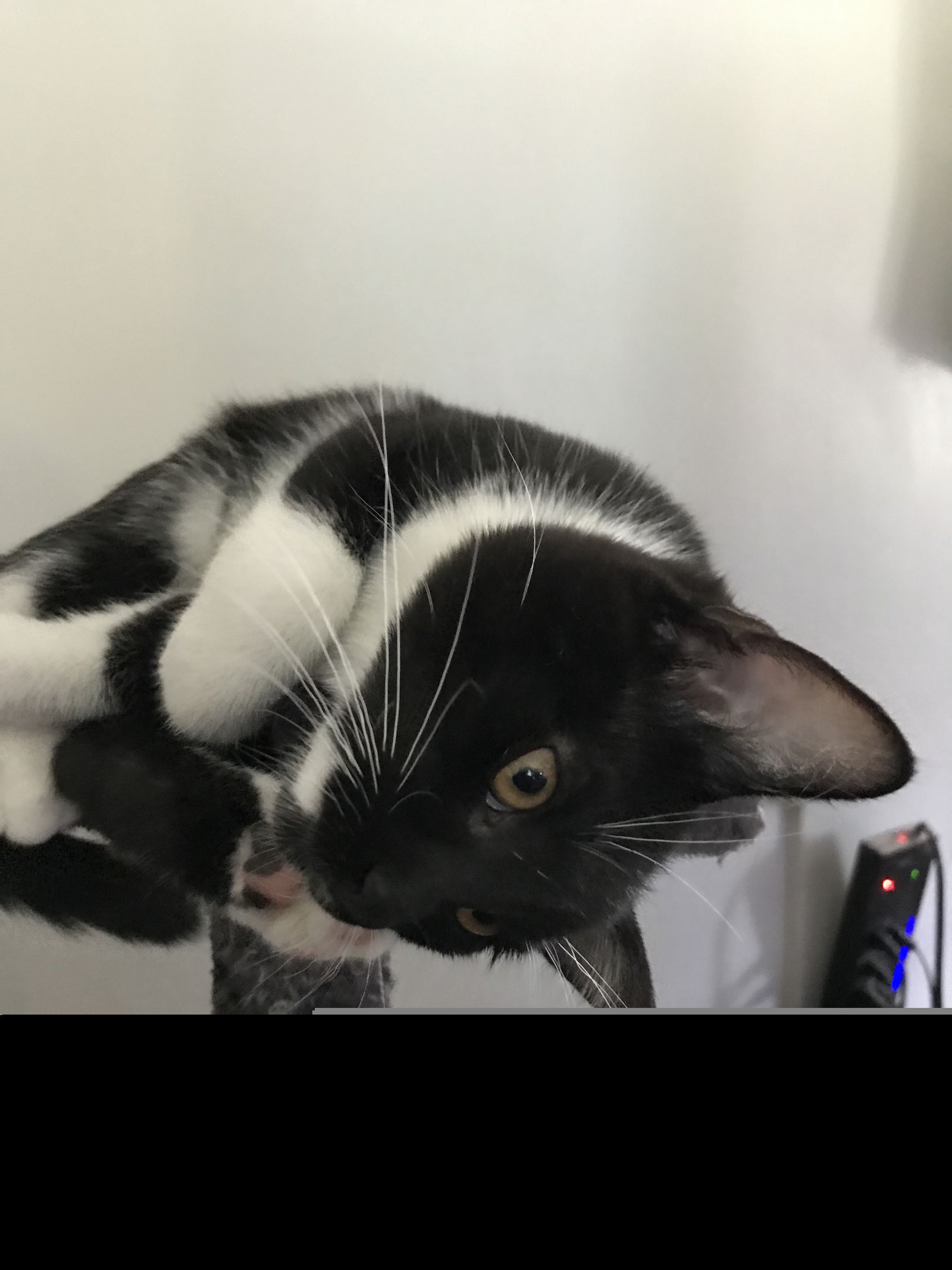 adoptable Cat in Palatine, IL named Thorn