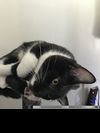 adoptable Cat in Palatine, IL named Thorn