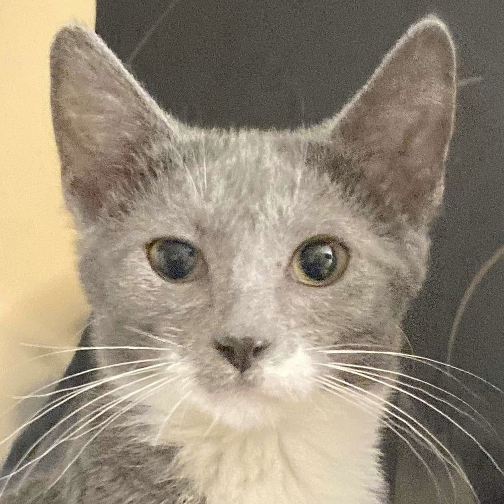 adoptable Cat in Palatine, IL named Marsh