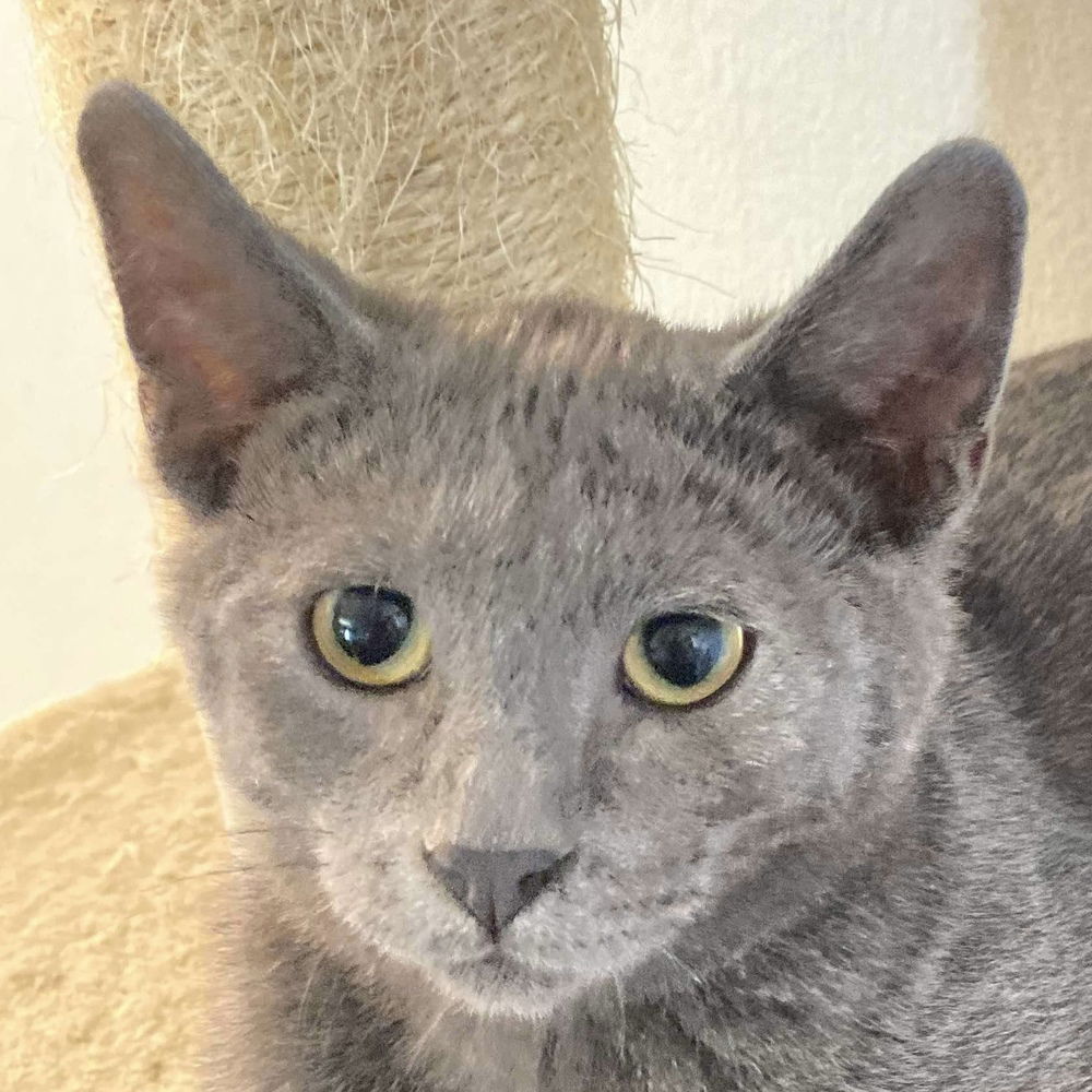 adoptable Cat in Palatine, IL named River