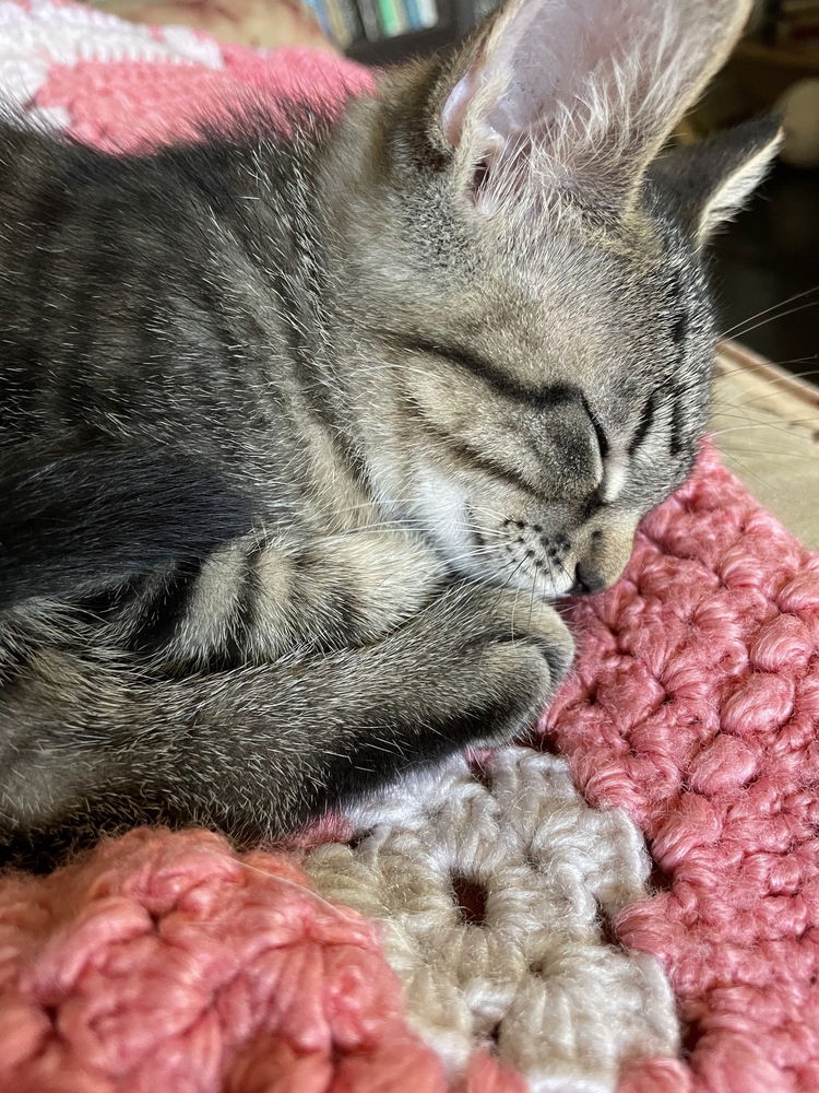 adoptable Cat in Palatine, IL named Wren