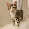 adoptable Cat in , IL named Mitsie