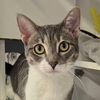 adoptable Cat in Palatine, IL named Ruby