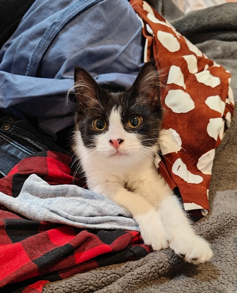 adoptable Cat in Palatine, IL named #1 Lap Cat Chocolate Cake