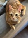 adoptable Cat in , IL named Rudy