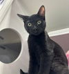 adoptable Cat in , IL named Janet