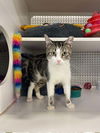 adoptable Cat in , IL named Jackie (aka Jack)