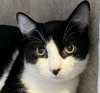 adoptable Cat in Palatine, IL named Sky