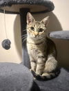 adoptable Cat in Palatine, IL named Rhea