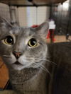 adoptable Cat in Palatine, IL named Raya