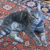 adoptable Cat in Palatine, IL named Curly