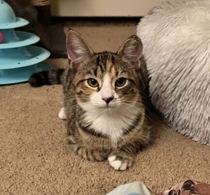 adoptable Cat in Palatine, IL named Daisy (aka Buddy)