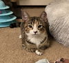 adoptable Cat in Palatine, IL named Daisy (aka Buddy)