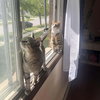 Daisy (aka Buddy) - Photo 3