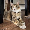 Daisy (aka Buddy) - Photo 2