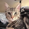 adoptable Cat in Palatine, IL named Moe