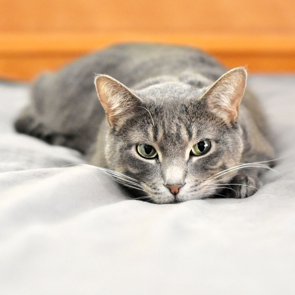 adoptable Cat in Palatine, IL named Lexi