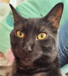 adoptable Cat in Palatine, IL named Drax