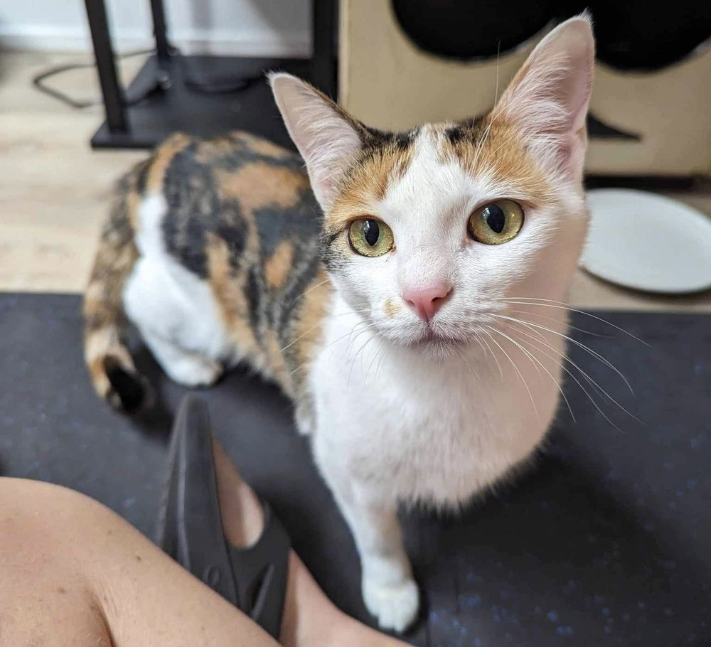 adoptable Cat in Palatine, IL named Kimber (aka Cindy Crawford)