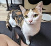 adoptable Cat in Palatine, IL named Kimber (aka Cindy Crawford)