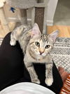 adoptable Cat in , IL named Annie