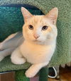 adoptable Cat in , IL named Marvin