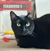 adoptable Cat in Palatine, IL named Sushi