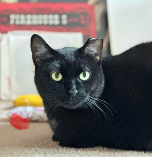 SUSHI - Domestic Short Hair available for adoption