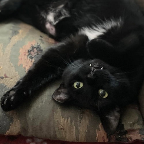 SUSHI - Domestic Short Hair available for adoption
