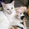 adoptable Cat in  named Josie