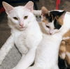 adoptable Cat in Palatine, IL named Joey