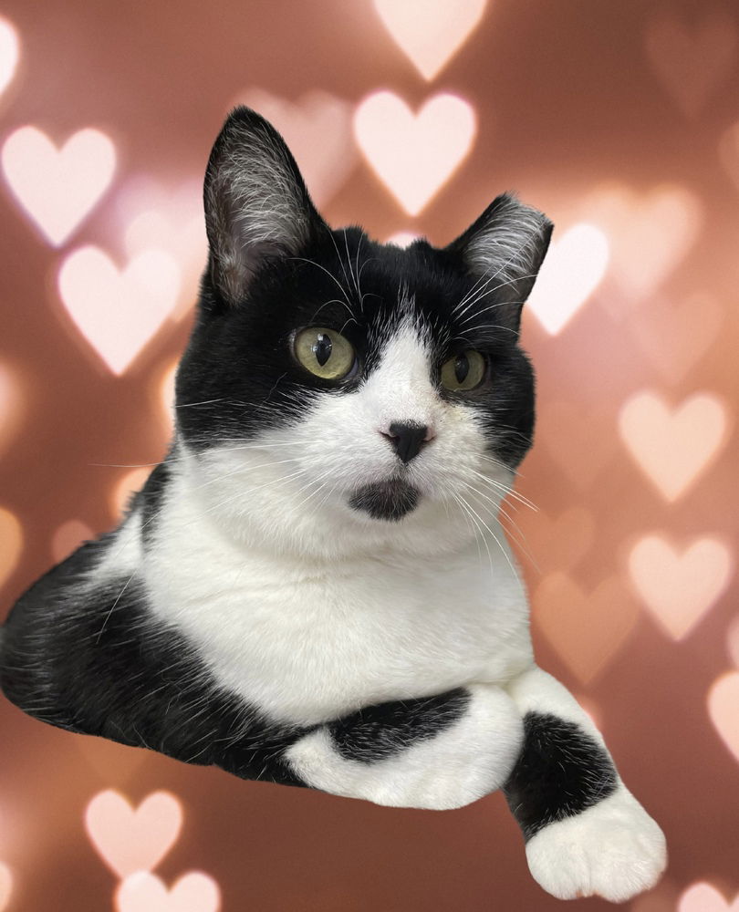 adoptable Cat in Palatine, IL named Lucia