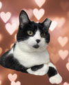 adoptable Cat in Palatine, IL named Lucia