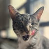 adoptable Cat in Palatine, IL named Lotus