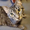 adoptable Cat in Palatine, IL named Nikki