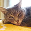 adoptable Cat in  named Anja