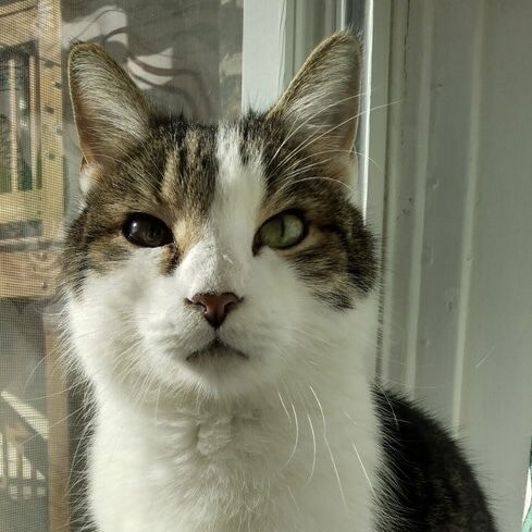 adoptable Cat in Palatine, IL named Dancer