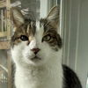 adoptable Cat in  named Dancer