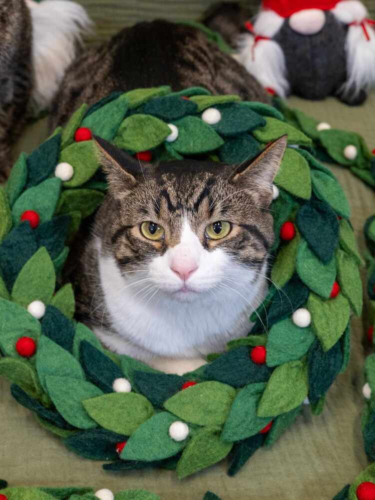 adoptable Cat in Palatine, IL named Kyro (aka Kona)