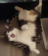 Kyro (aka Kona) - Photo 3