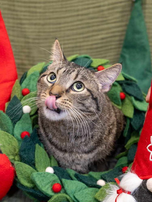 REPTAR (AKA TALLAHASSEE) - Domestic Short Hair available for adoption