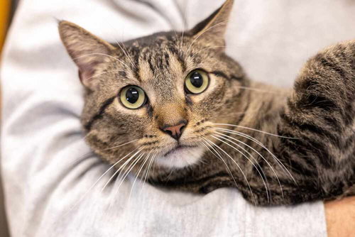 REPTAR (AKA TALLAHASSEE) - Domestic Short Hair available for adoption
