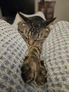 Reptar (aka Tallahassee) - Photo 4